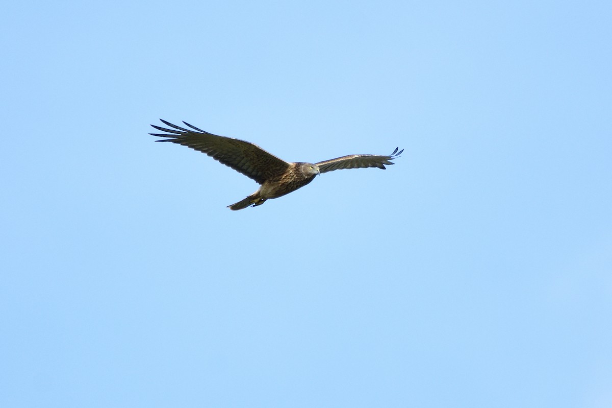 Swamp Harrier - ML621829082