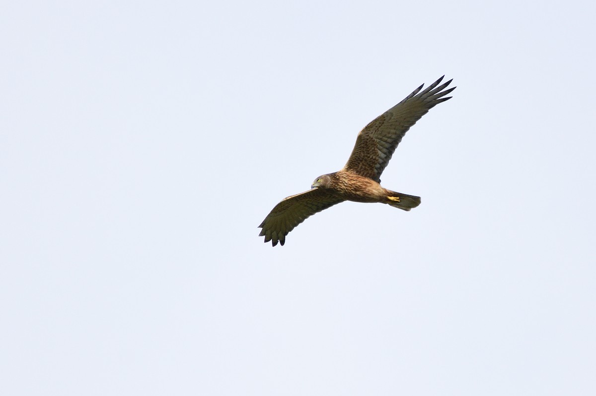 Swamp Harrier - ML621829087