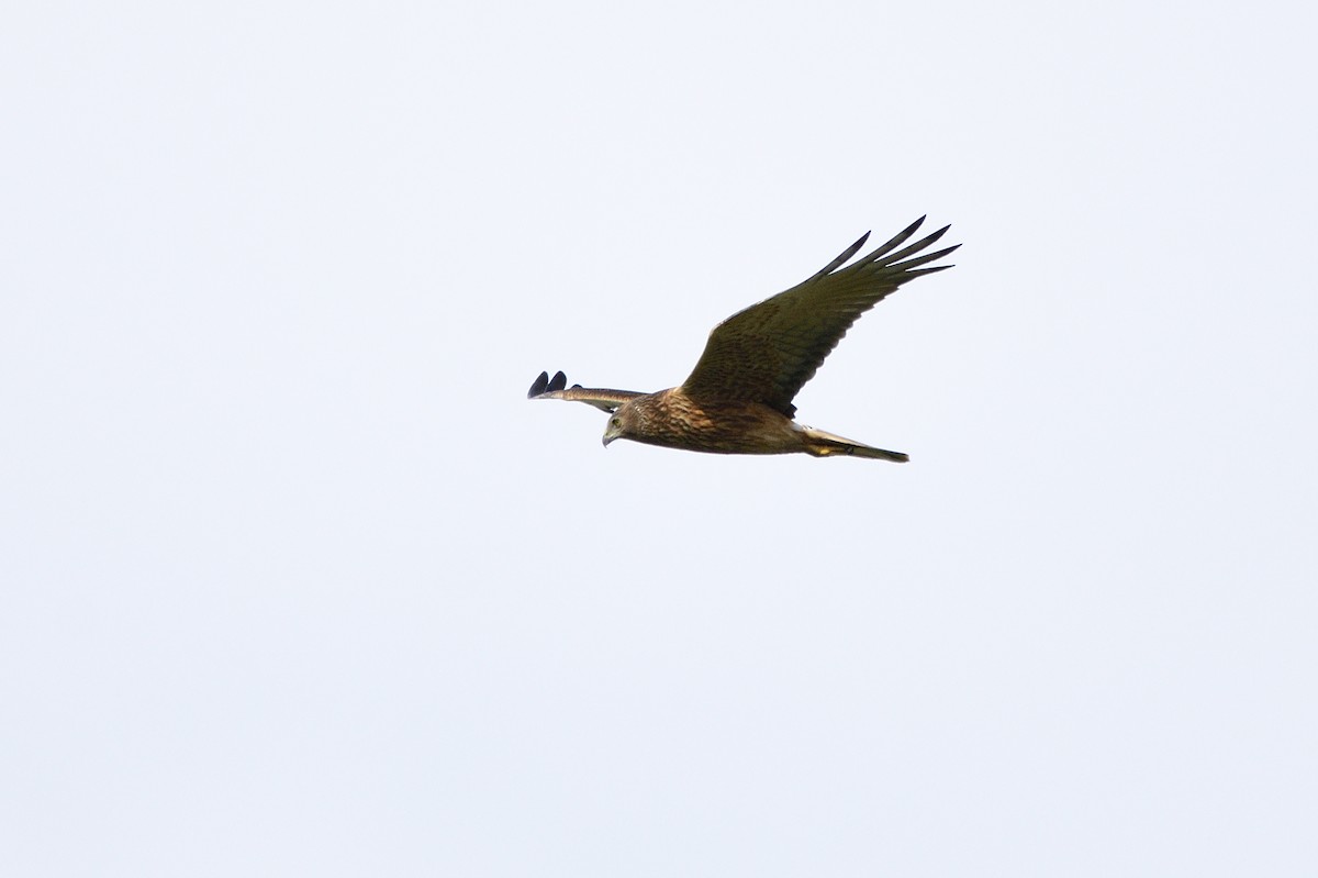 Swamp Harrier - ML621829090