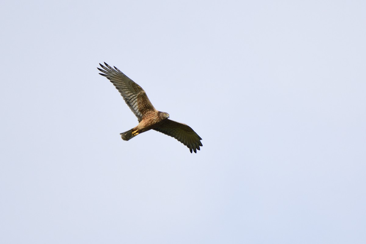 Swamp Harrier - ML621829093