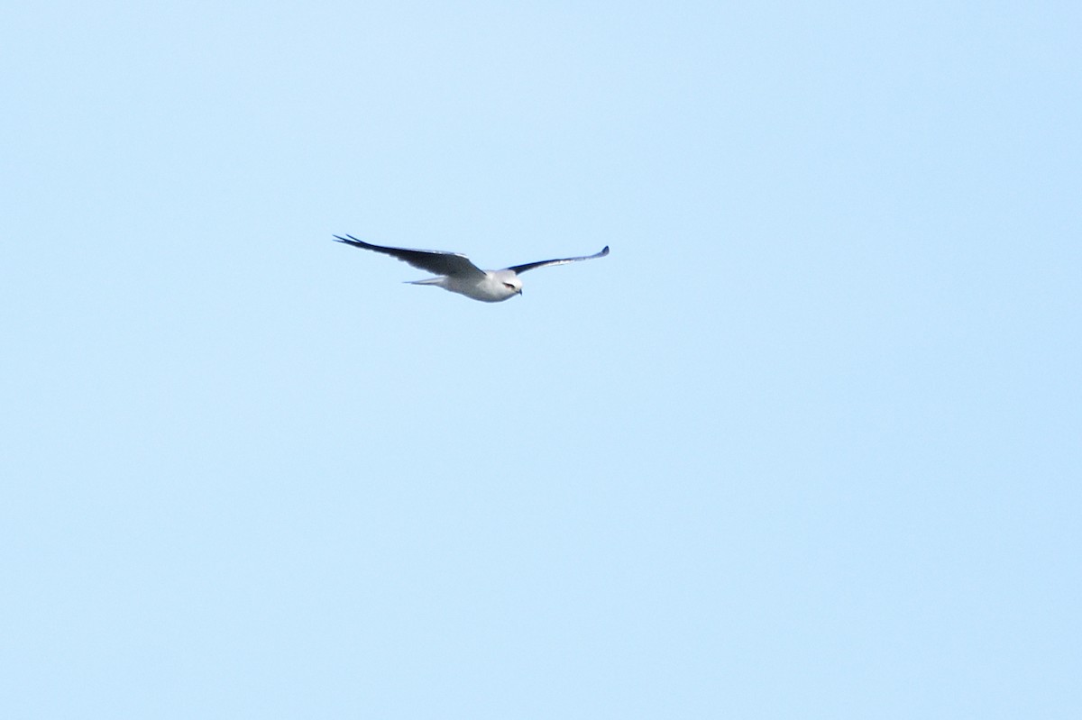 Black-shouldered Kite - ML621829098