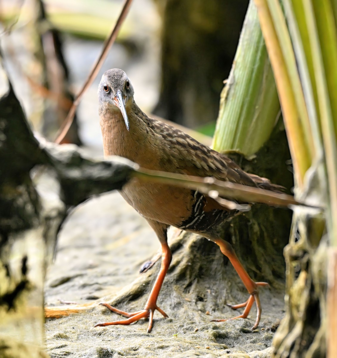 Virginia Rail - ML621829102