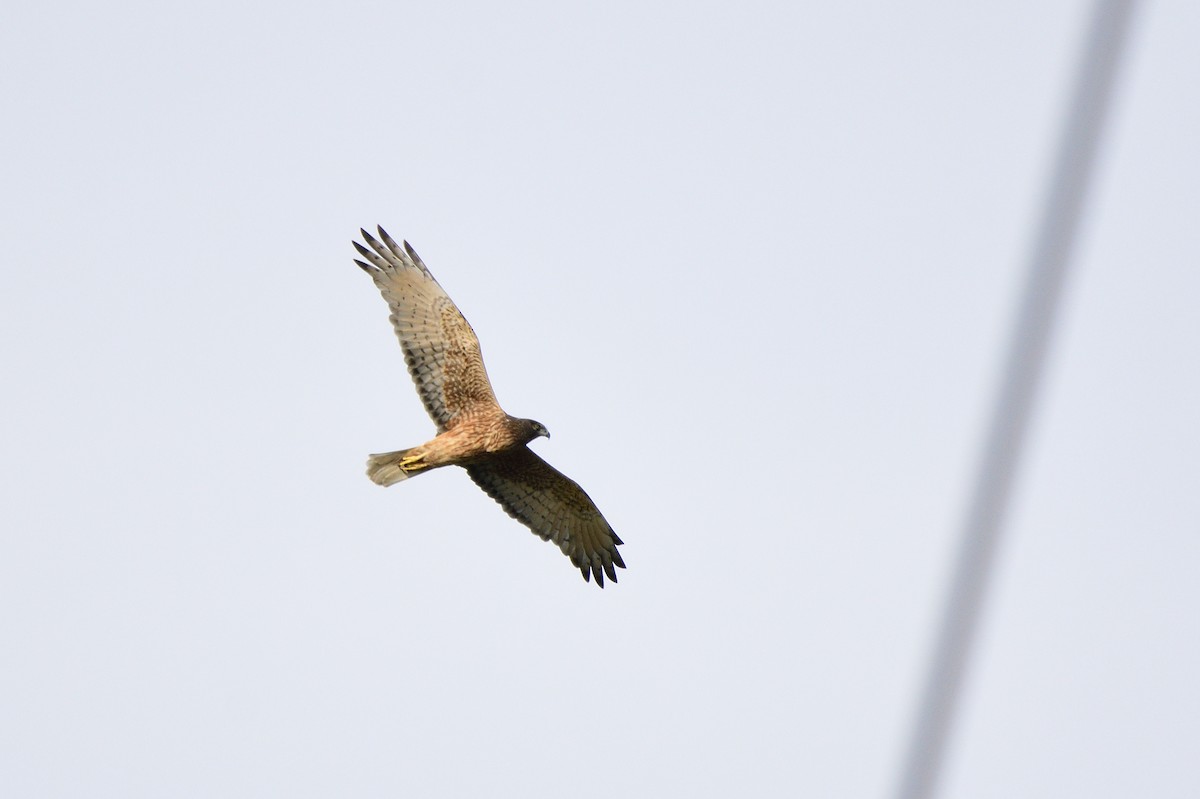 Swamp Harrier - ML621829109