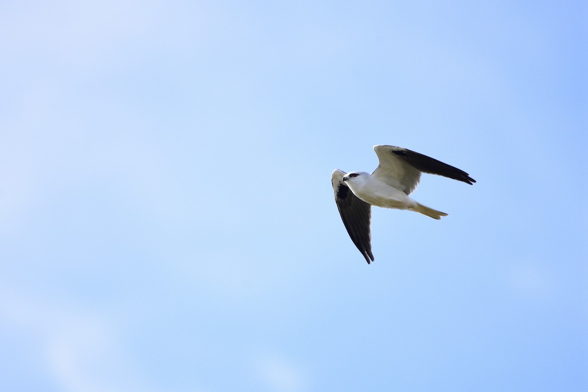 Black-shouldered Kite - ML621829117