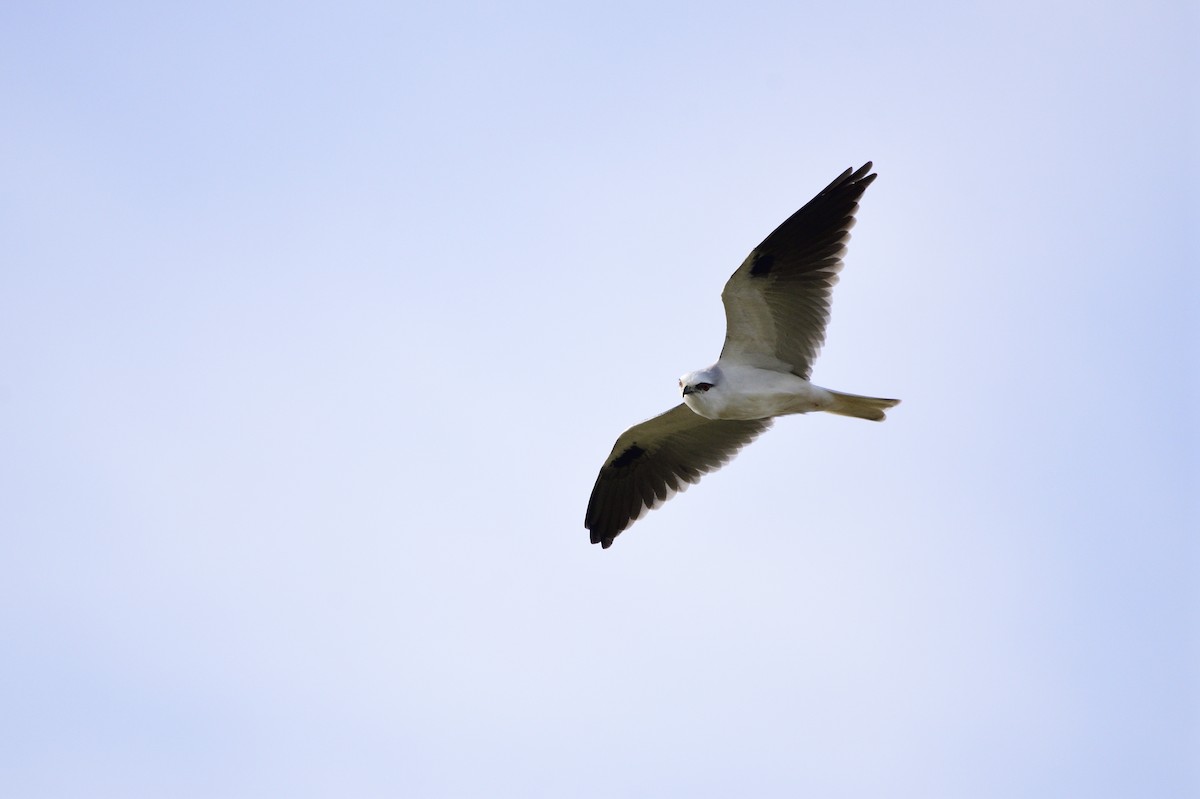 Black-shouldered Kite - ML621829122