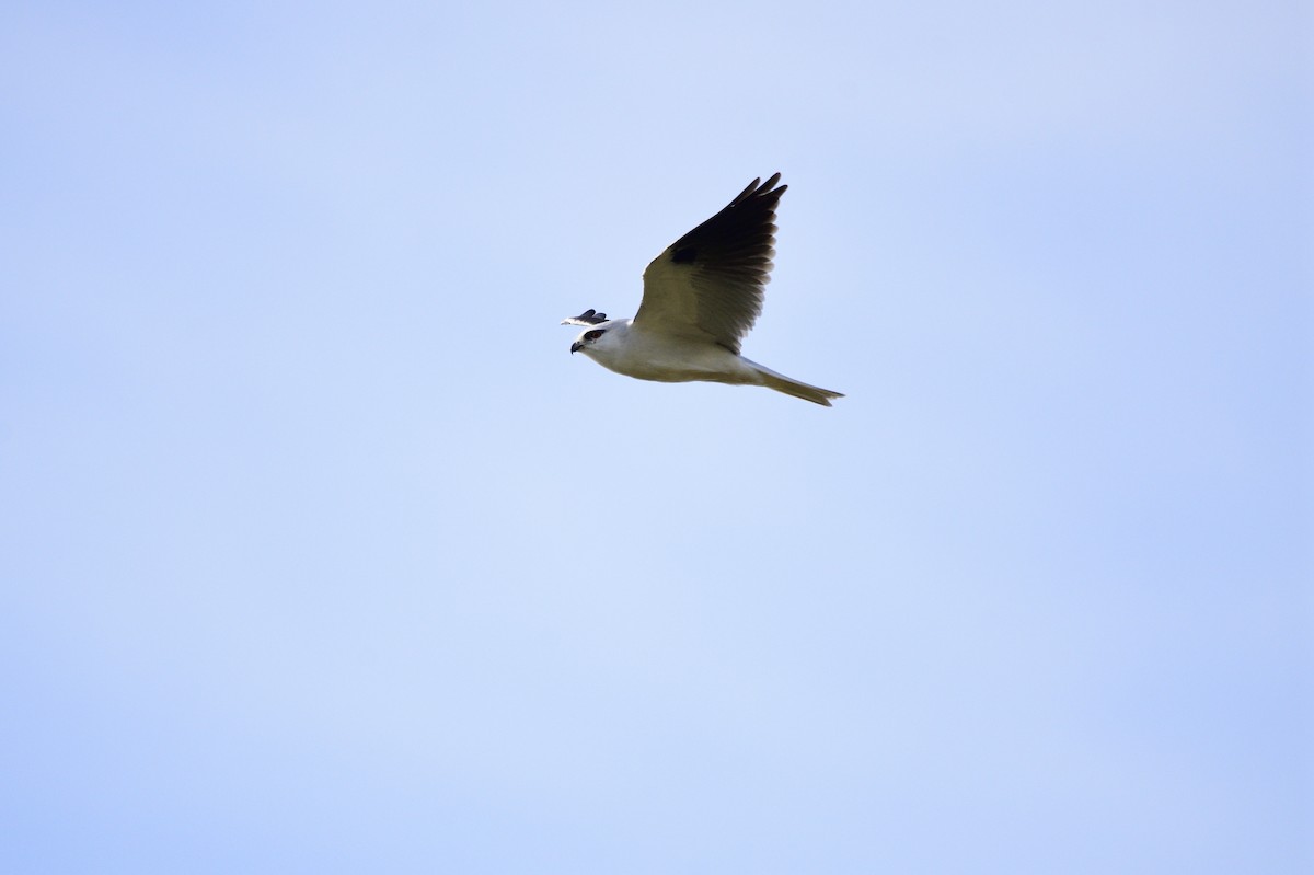 Black-shouldered Kite - ML621829124