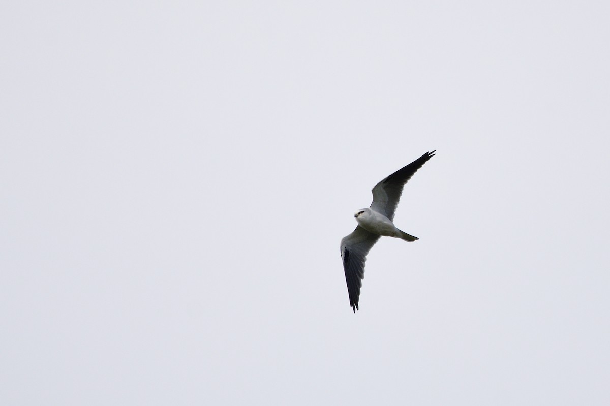 Black-shouldered Kite - Ken Crawley