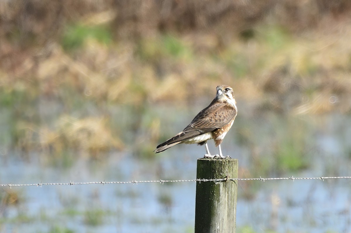 Brown Falcon - ML621829163