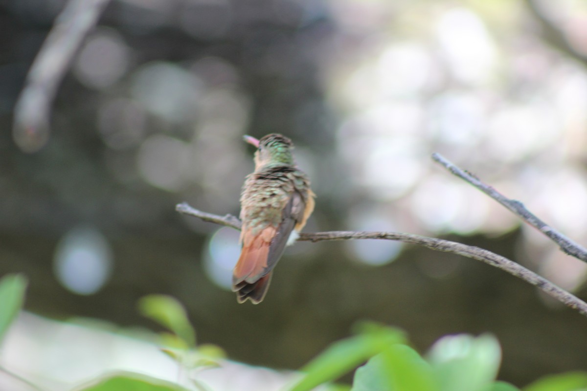 Cinnamon Hummingbird - ML621829165