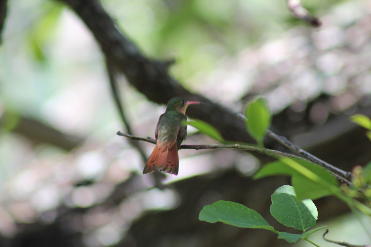 Cinnamon Hummingbird - ML621829166