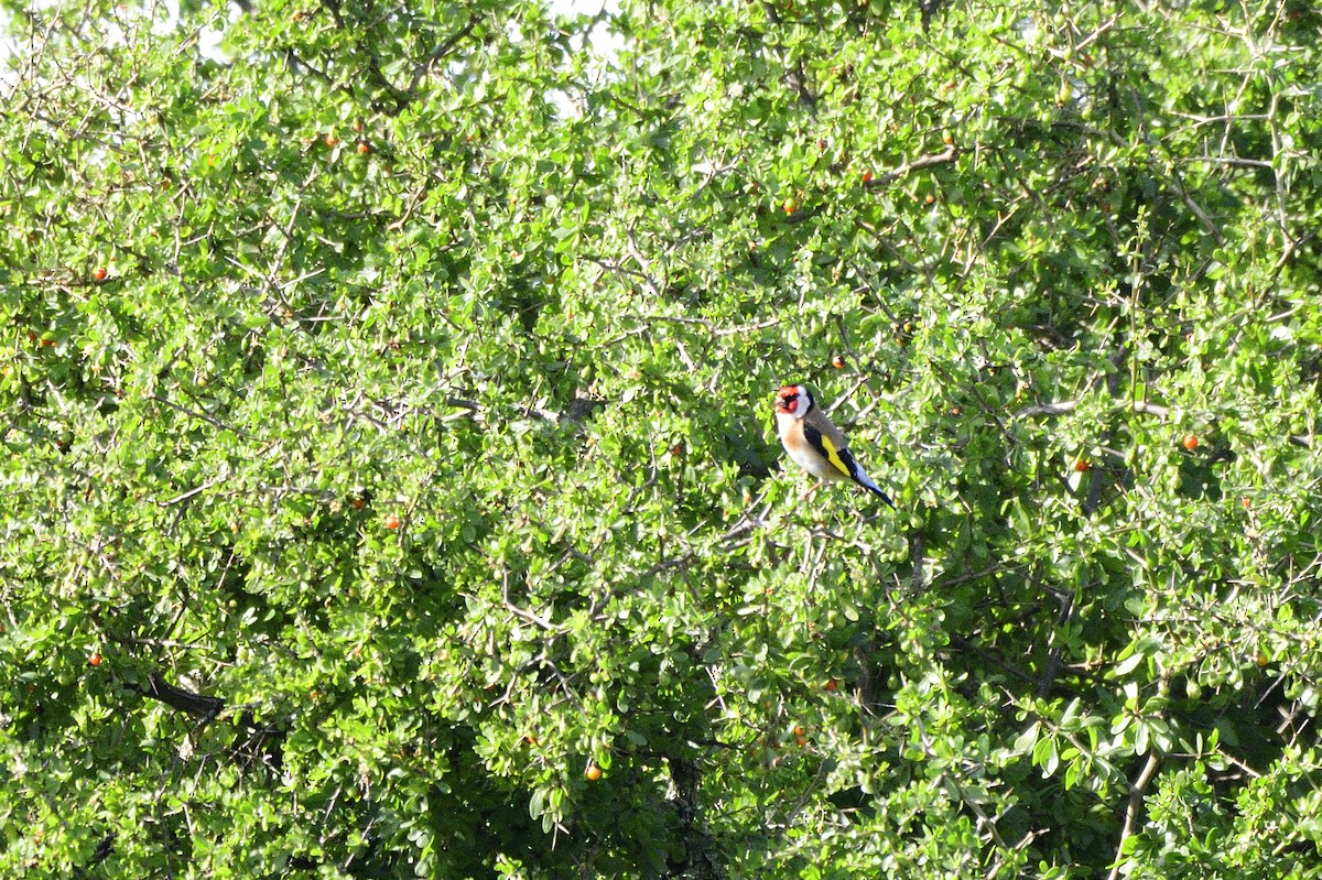 European Goldfinch - ML621829191