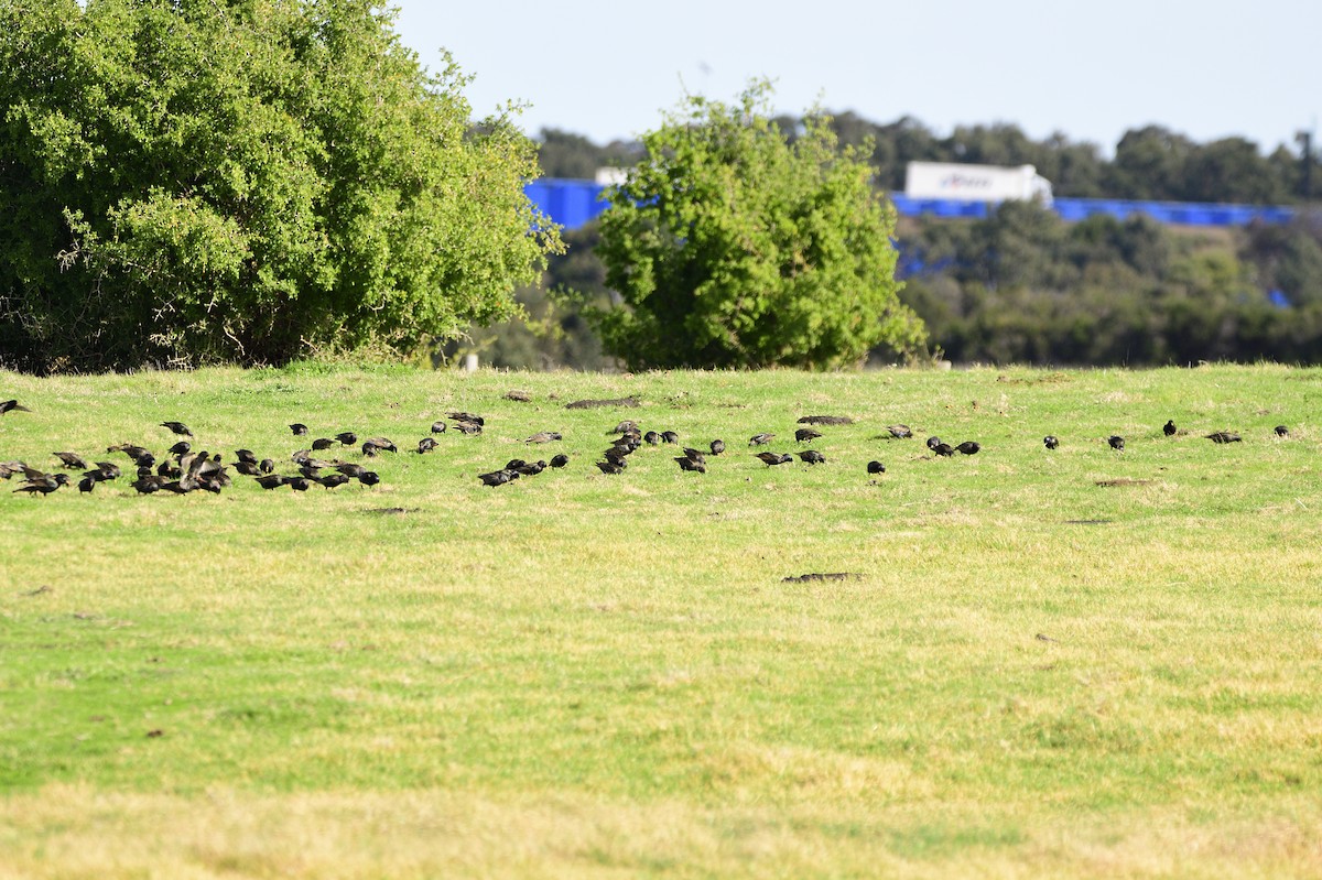 European Starling - ML621829193