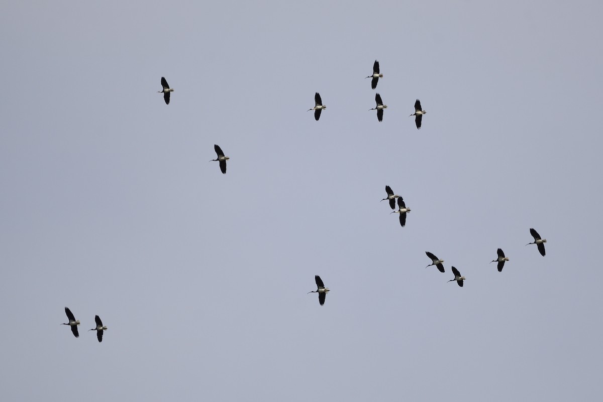 Straw-necked Ibis - ML621829199