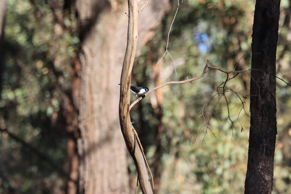 Restless Flycatcher - ML621829218