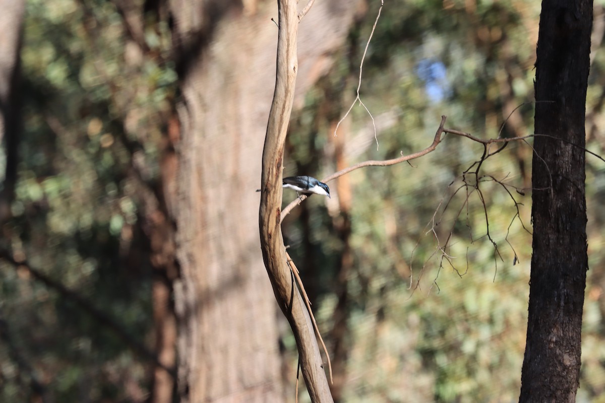 Restless Flycatcher - ML621829219