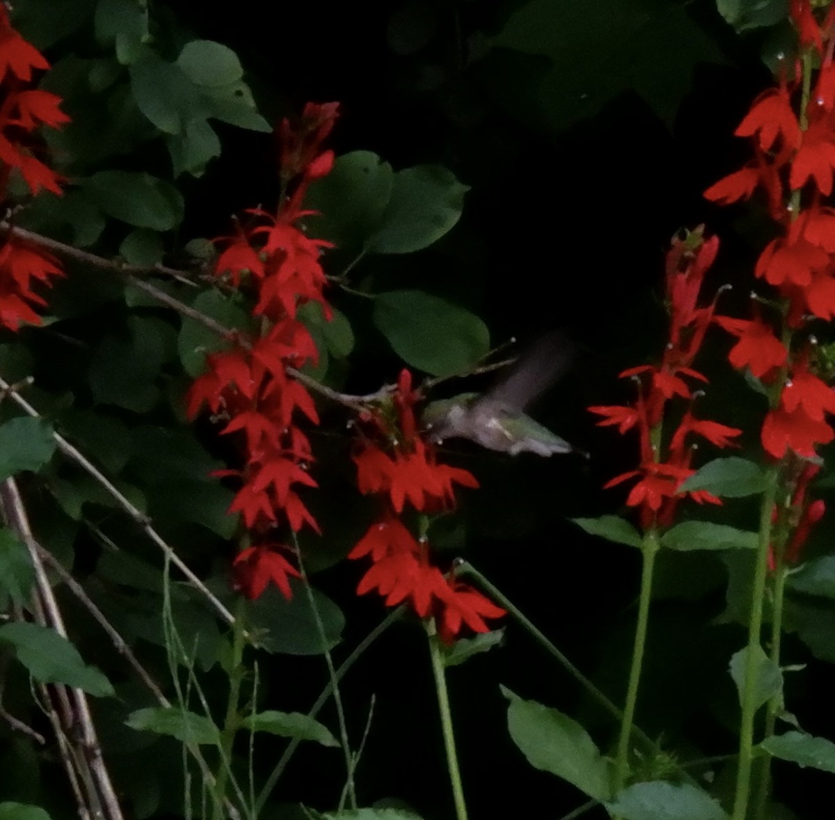 Ruby-throated Hummingbird - ML621829231