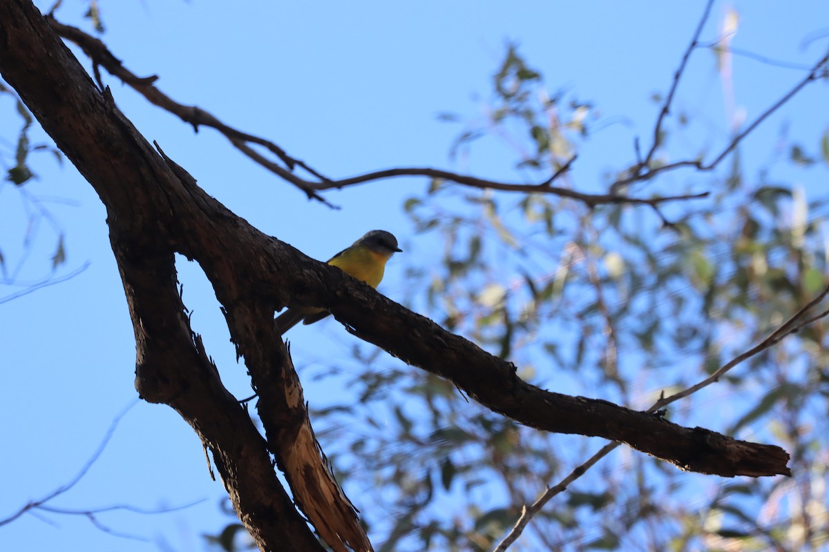 Eastern Yellow Robin - ML621829255