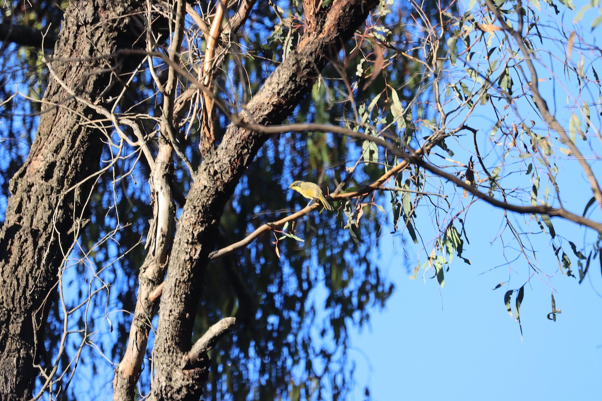 Yellow-tufted Honeyeater - ML621829269