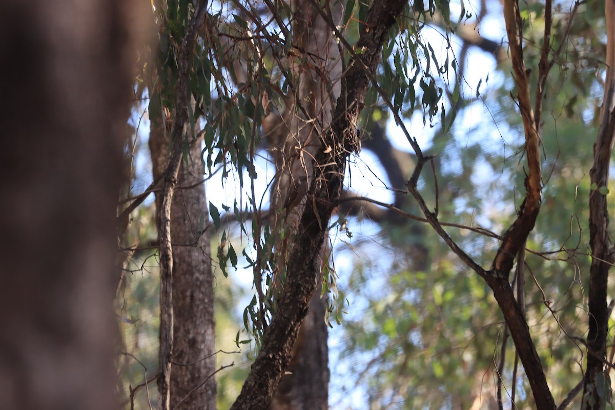 Brown Treecreeper - Megan Haysom