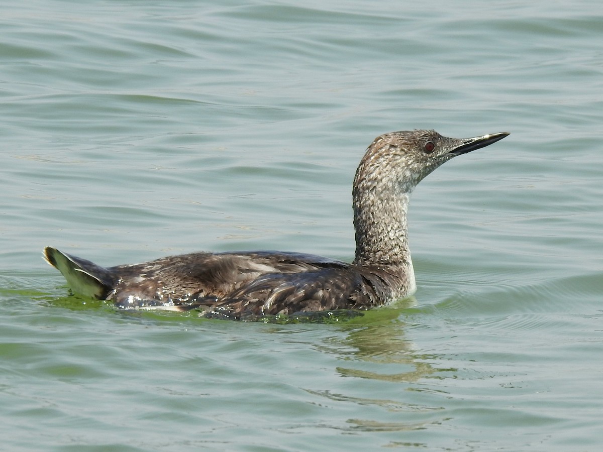 Red-throated Loon - ML621829352