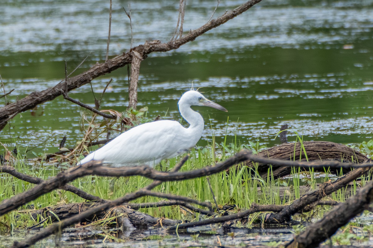 Little Blue Heron - ML621829371