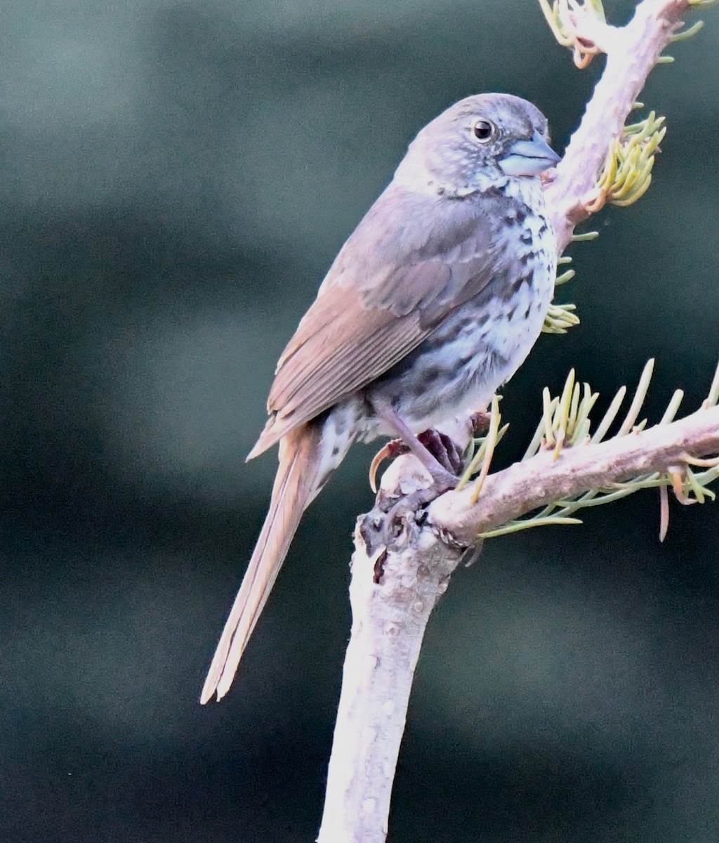 Fox Sparrow - ML62182941