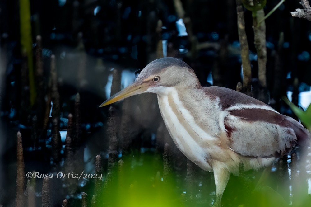 Least Bittern - ML621829432