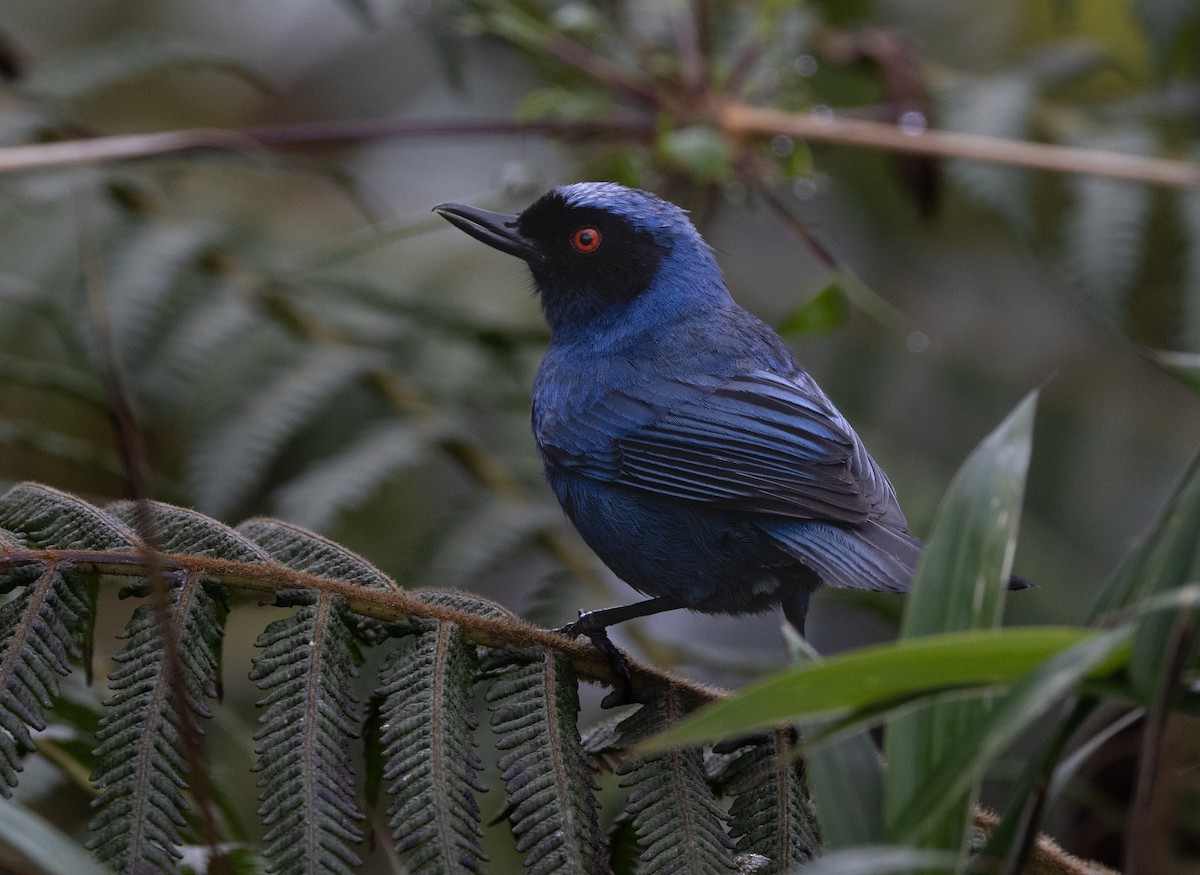 Masked Flowerpiercer - David Ascanio