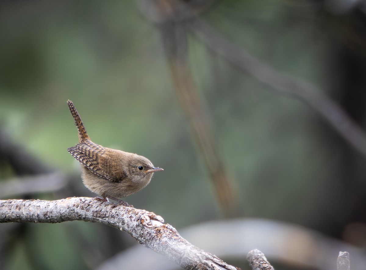 House Wren - ML621829476