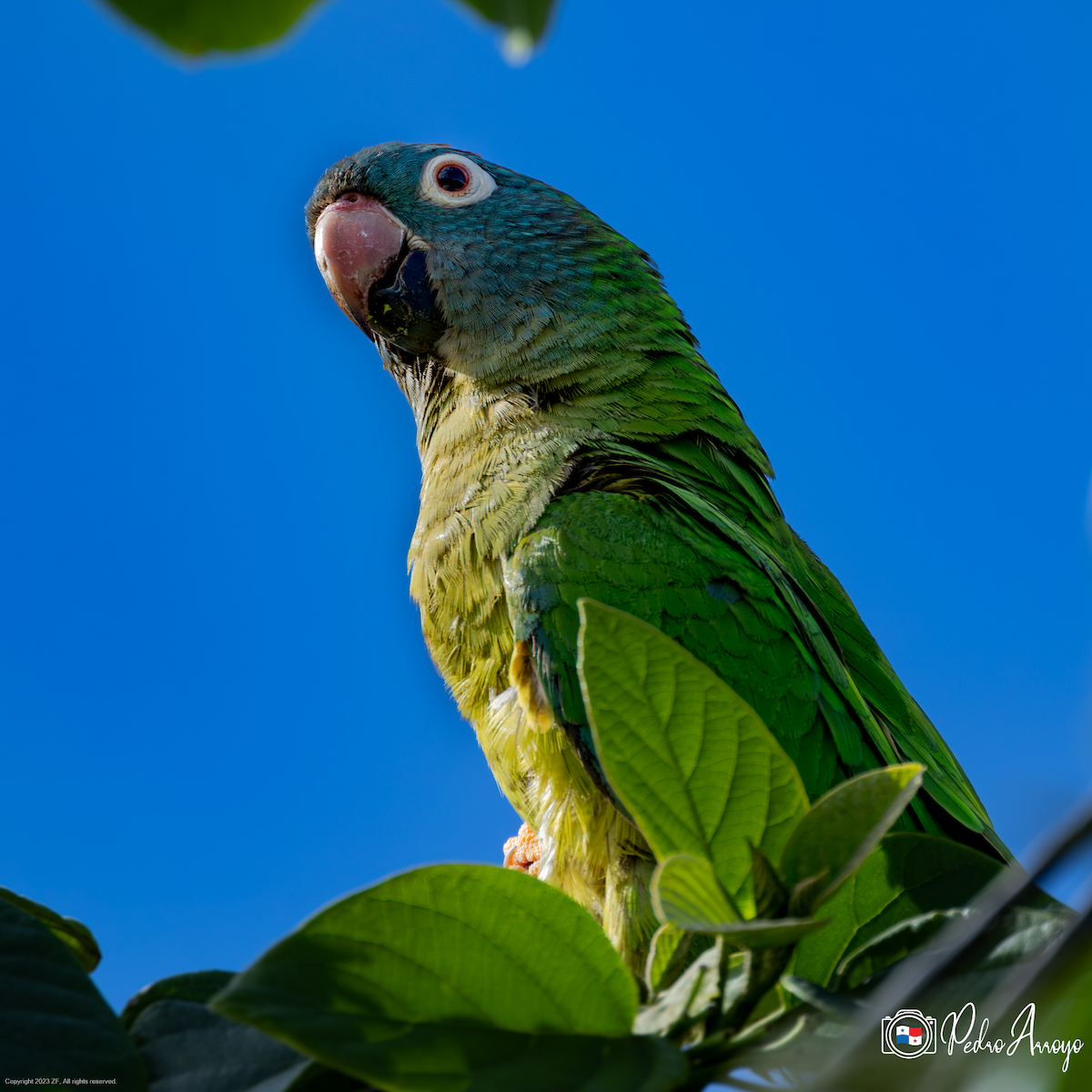 Blue-crowned Parakeet - ML621829493