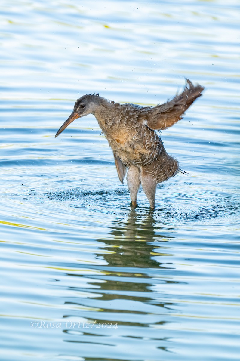 Clapper Rail - ML621829504