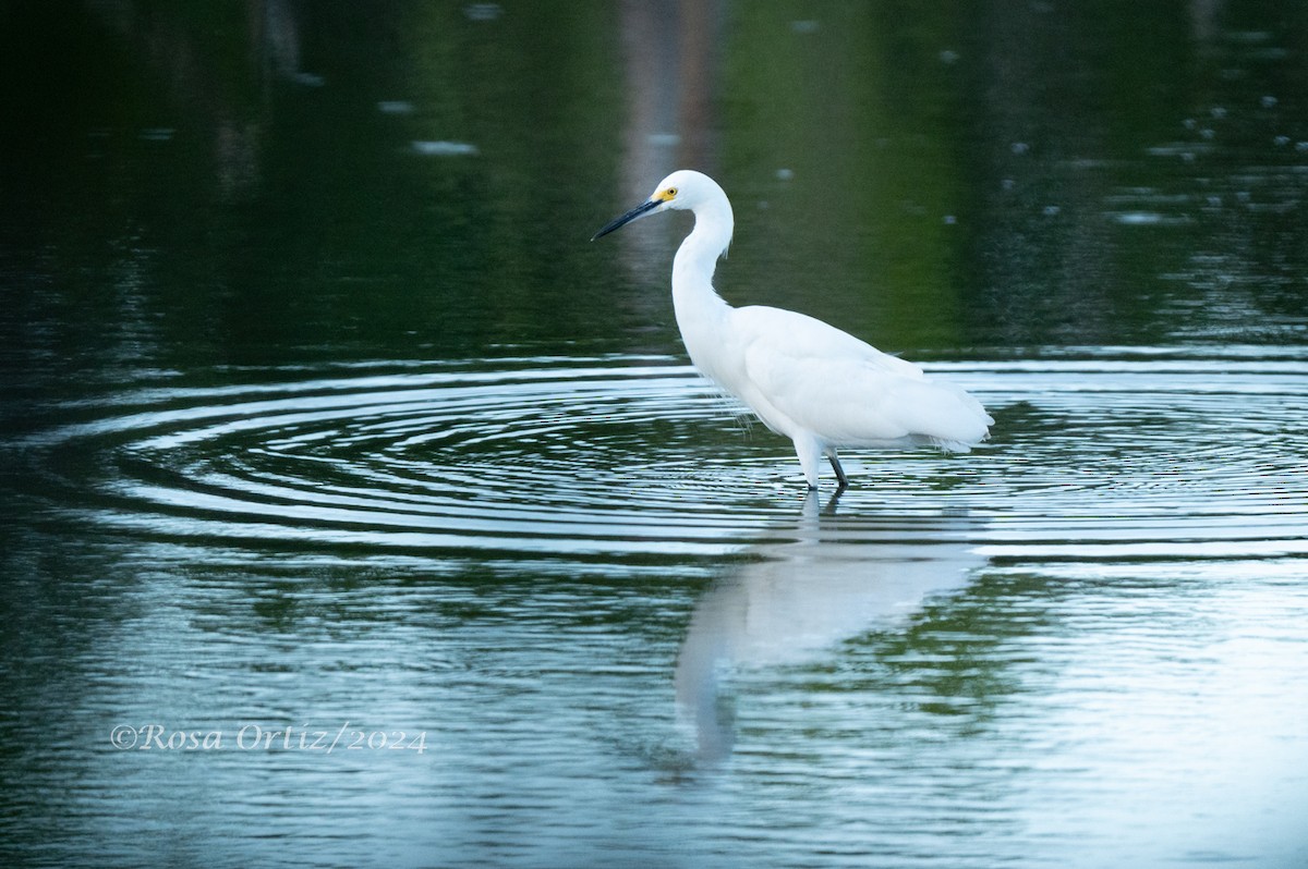 Snowy Egret - ML621829531