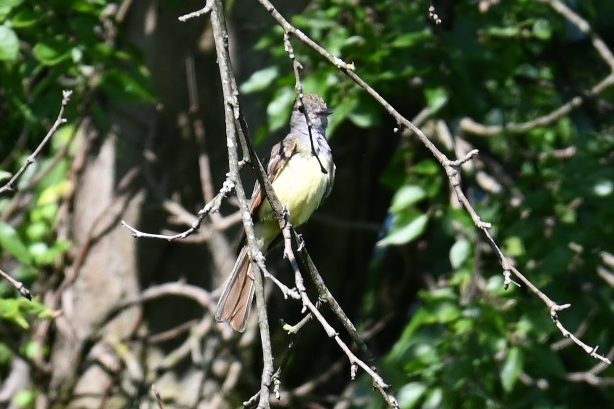 Great Crested Flycatcher - ML621829589