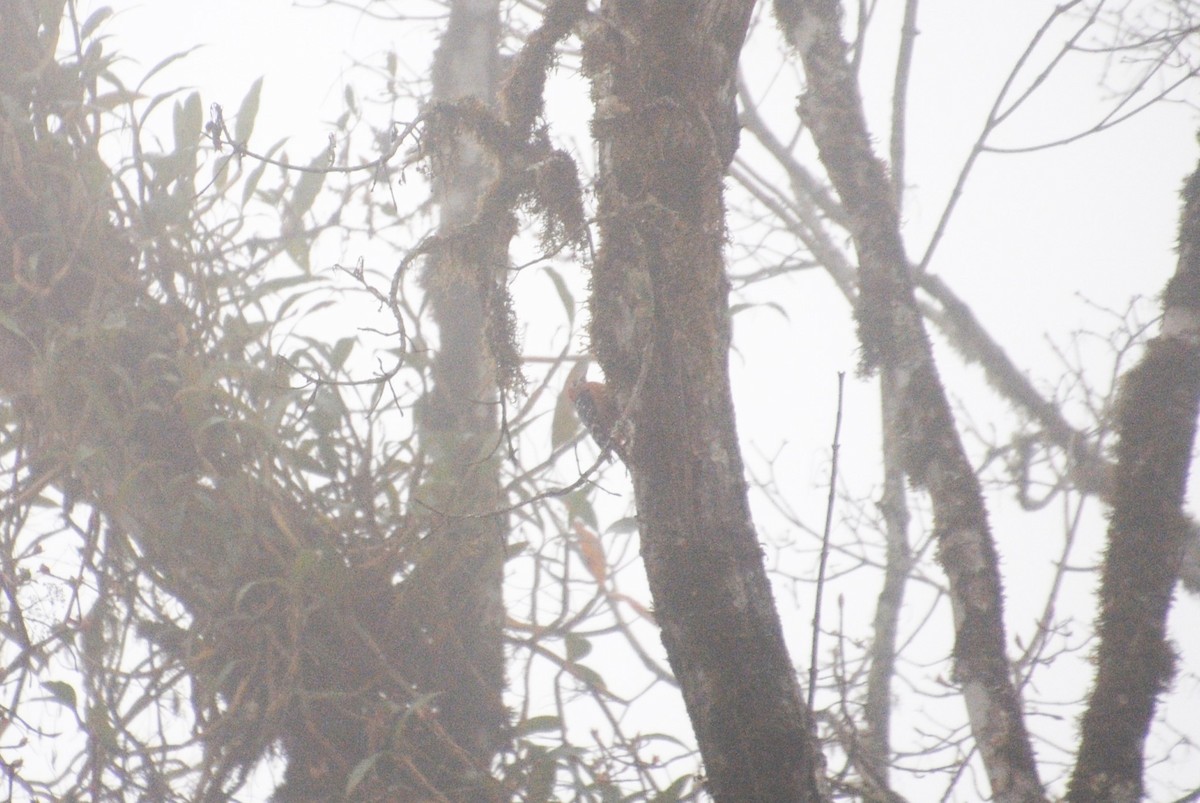 Rufous-bellied Woodpecker - ML621829635