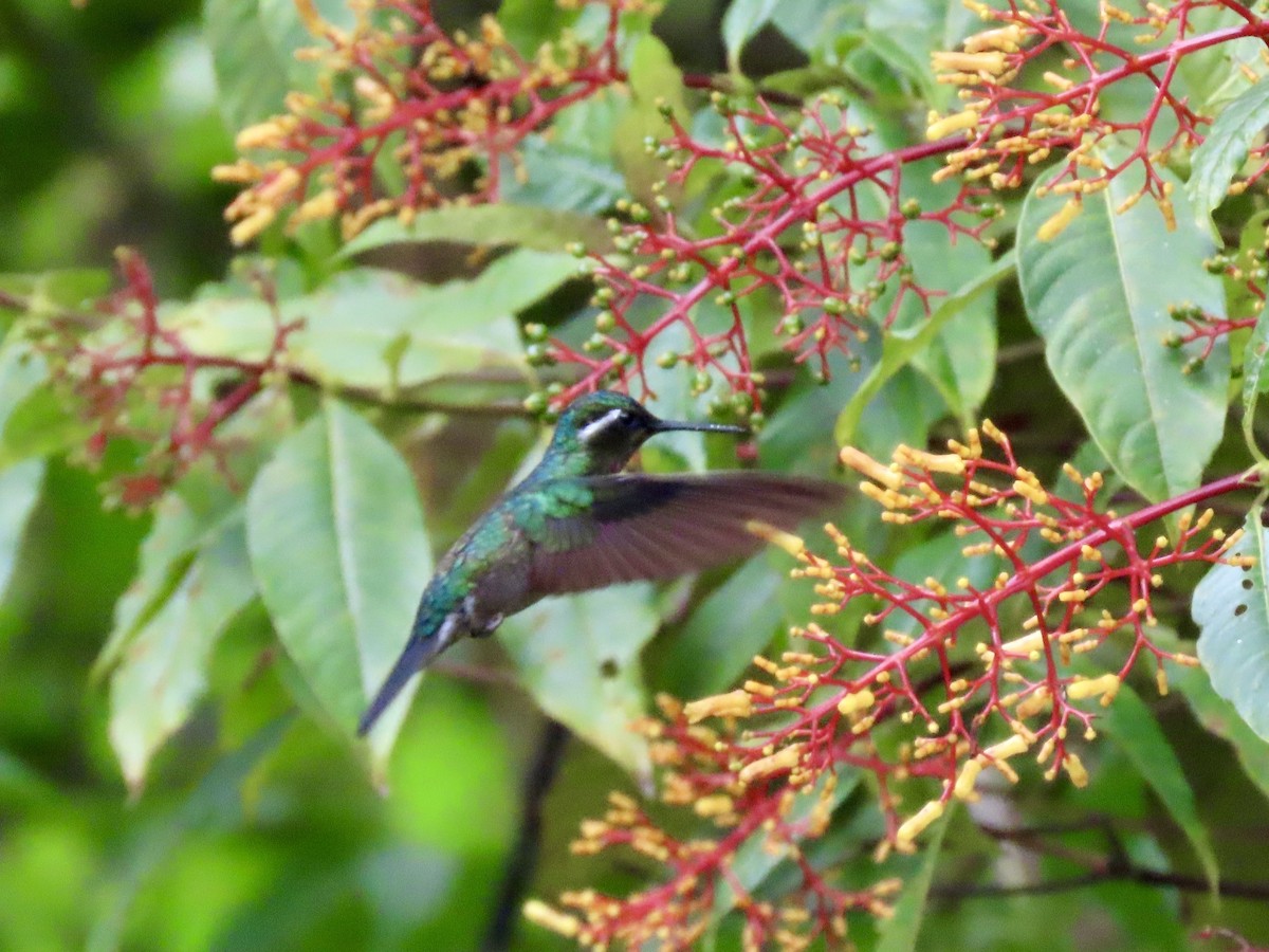 Colibri à gorge pourprée - ML621829685