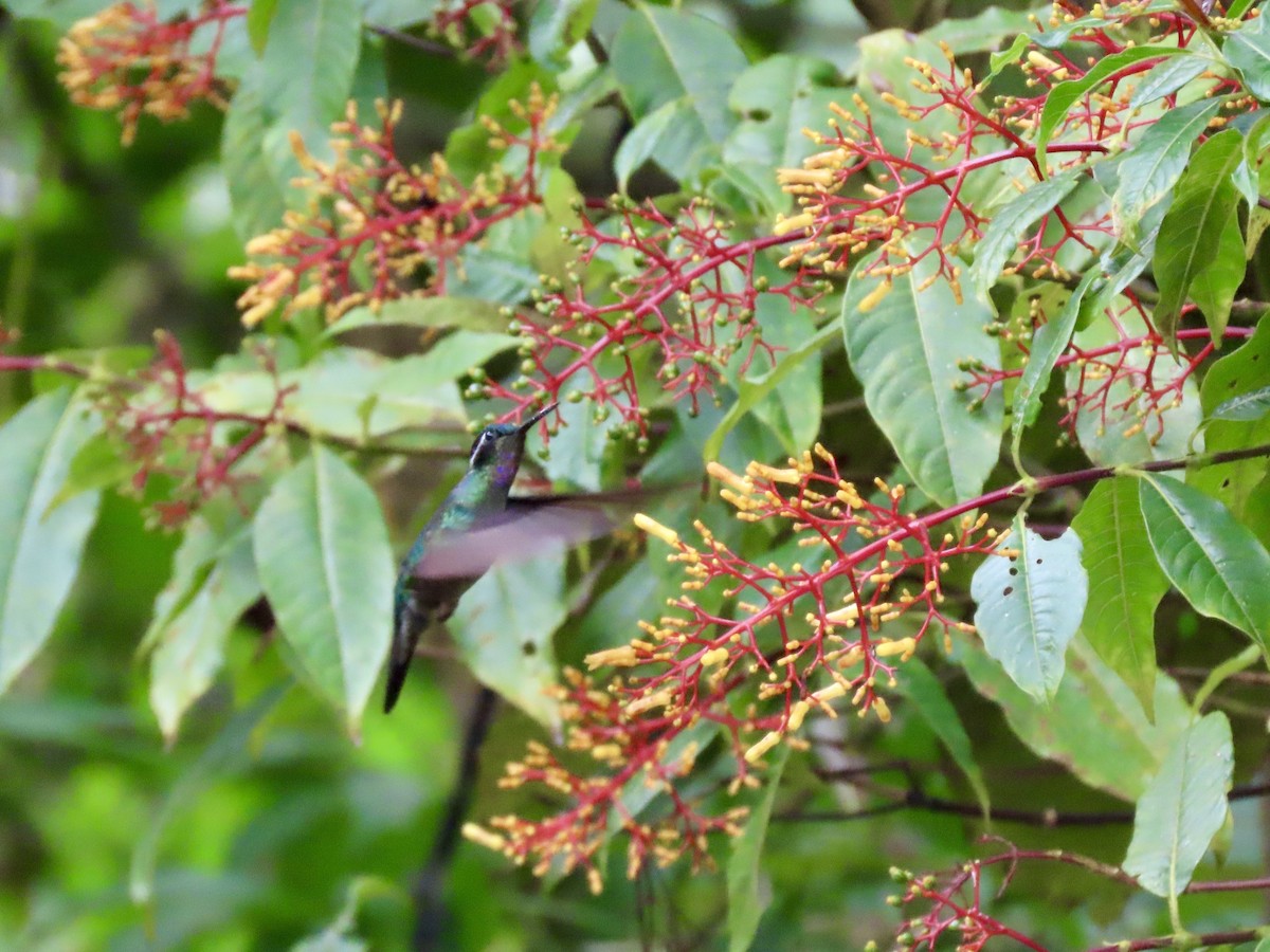 Colibri à gorge pourprée - ML621829686