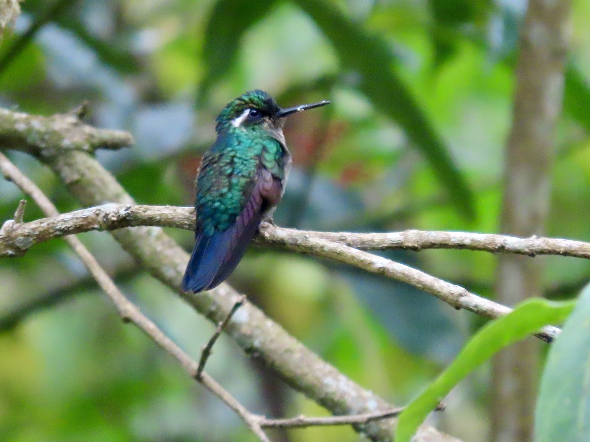 Colibri à gorge pourprée - ML621829687