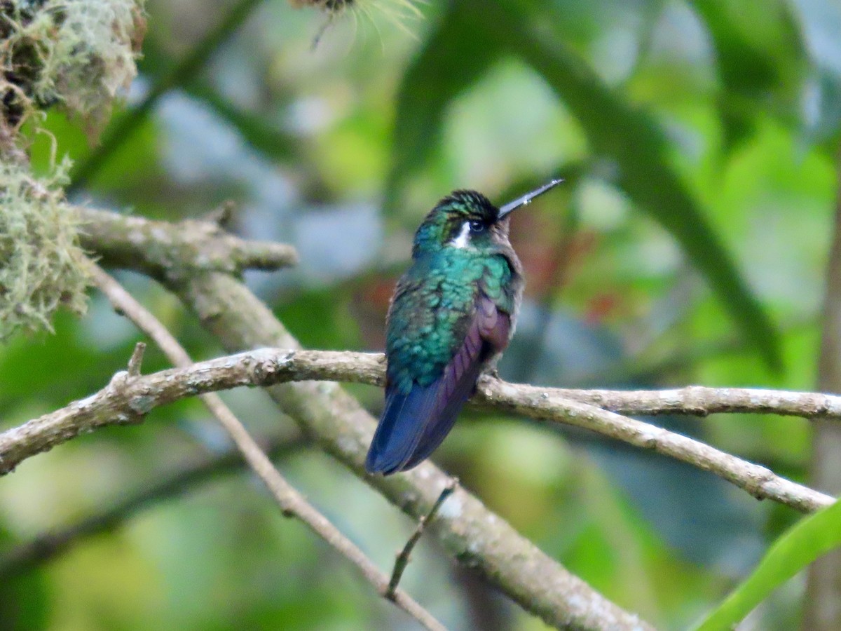 Colibri à gorge pourprée - ML621829688