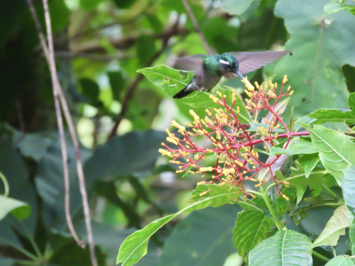 Purple-throated Mountain-gem - Alan  Troyer