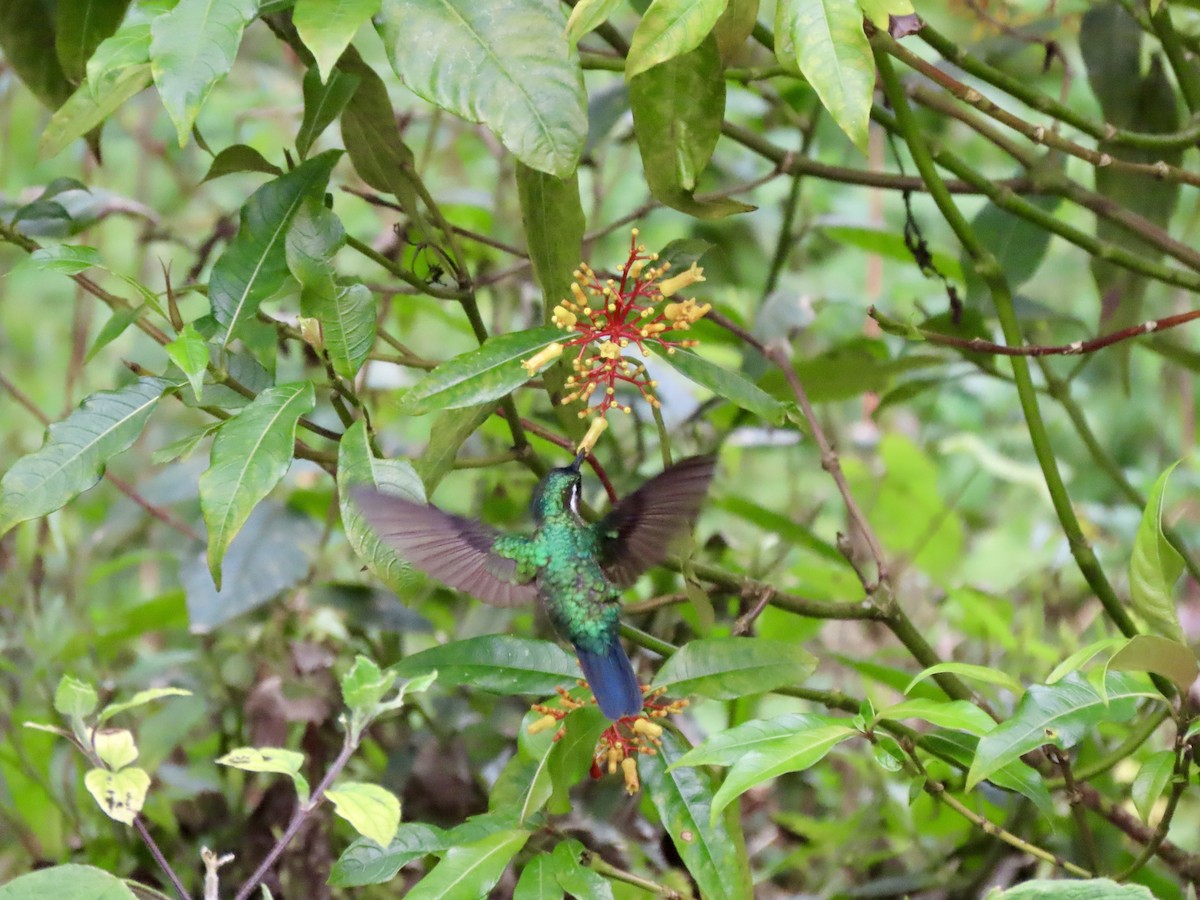 Colibri à gorge pourprée - ML621829690