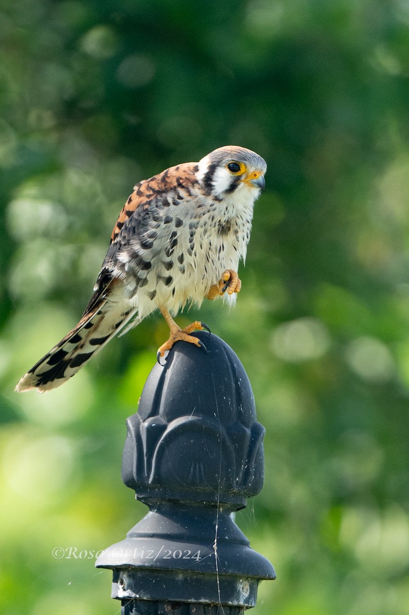 American Kestrel - ML621829710