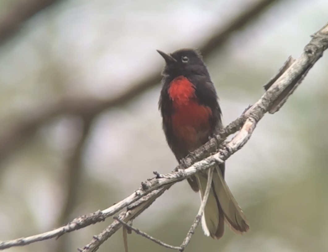 Painted Redstart - ML621829711