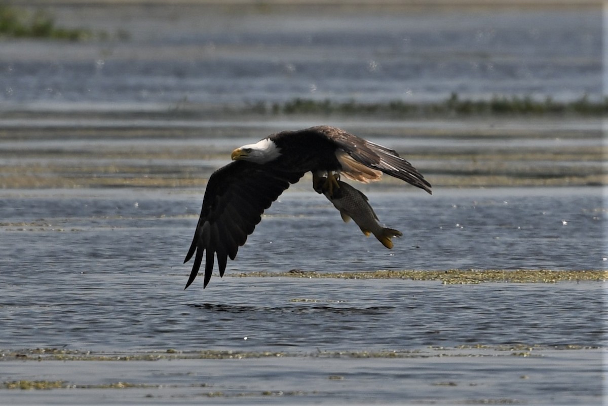 Bald Eagle - Mark Miller