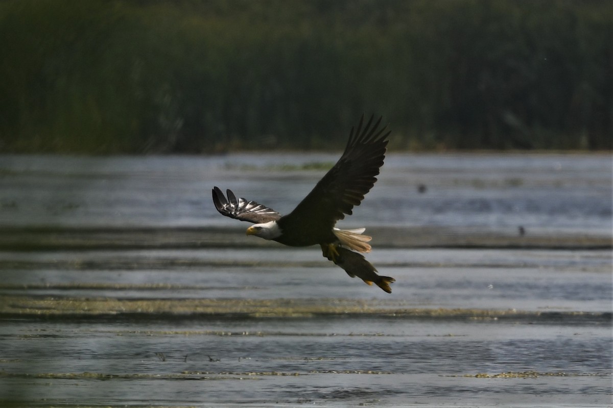 Bald Eagle - ML621829746