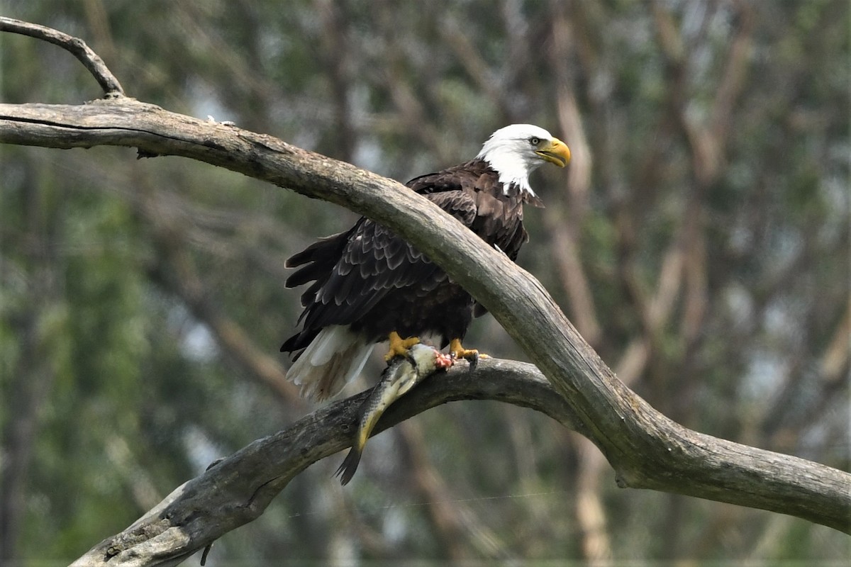 Bald Eagle - ML621829747