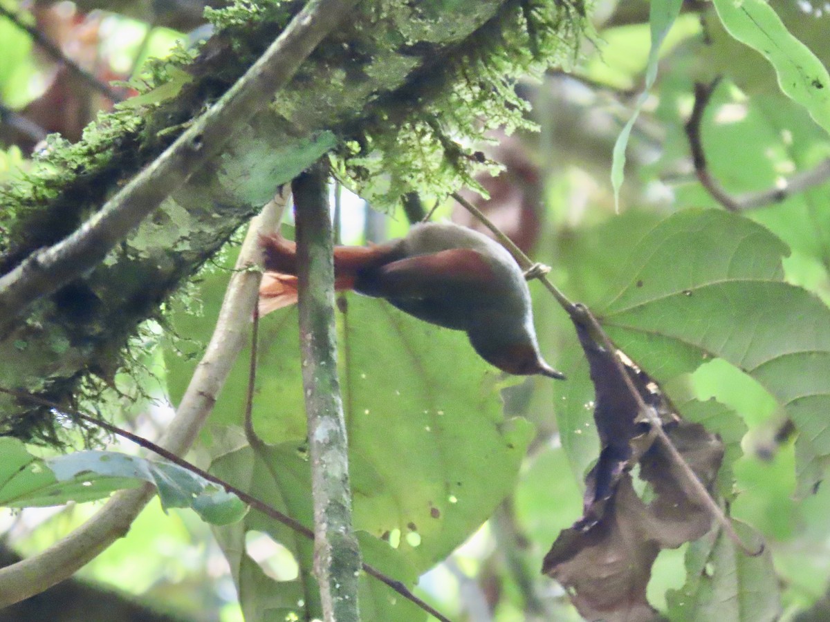 Red-faced Spinetail - ML621829762