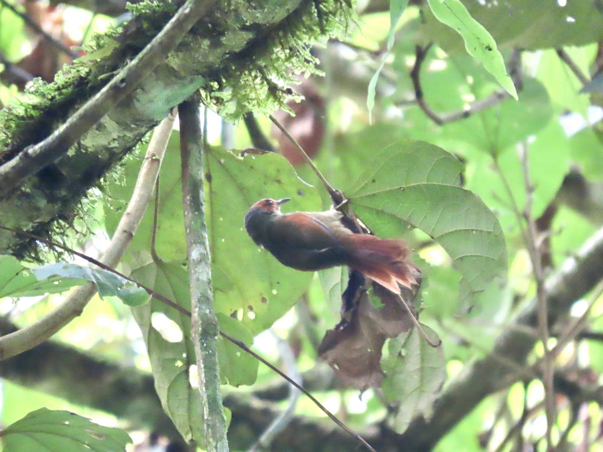 Red-faced Spinetail - ML621829763