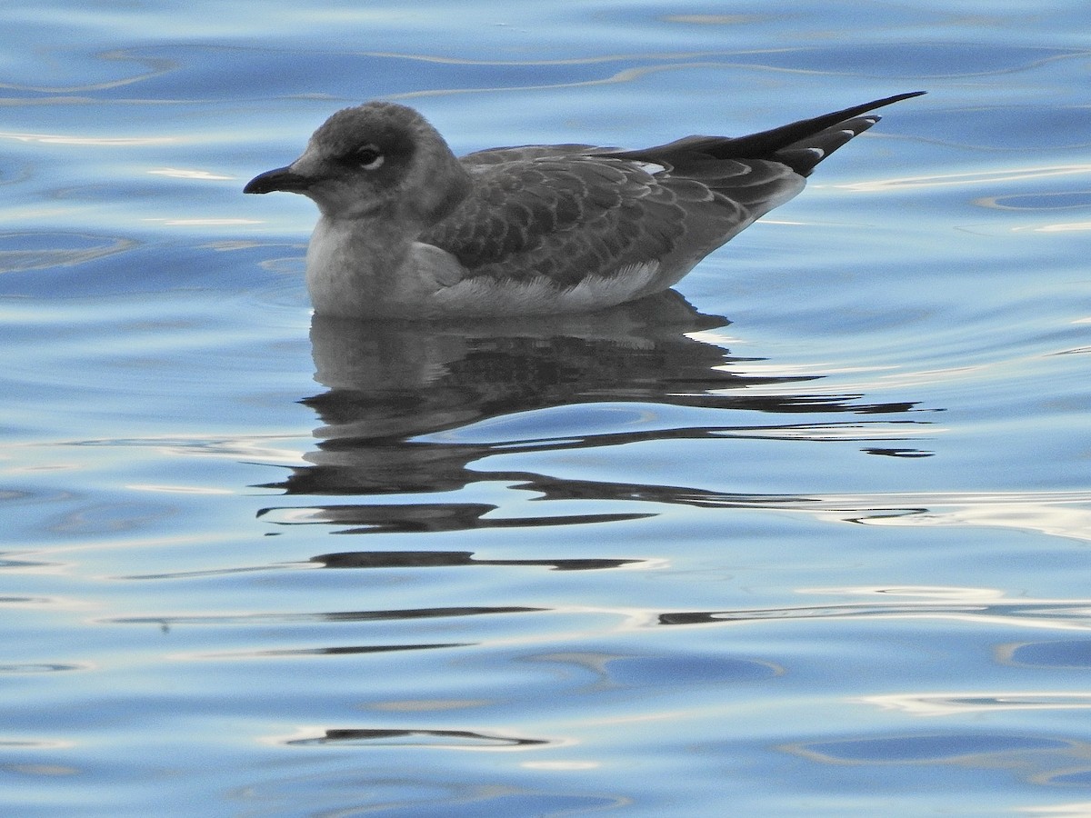 Mouette de Franklin - ML621829808