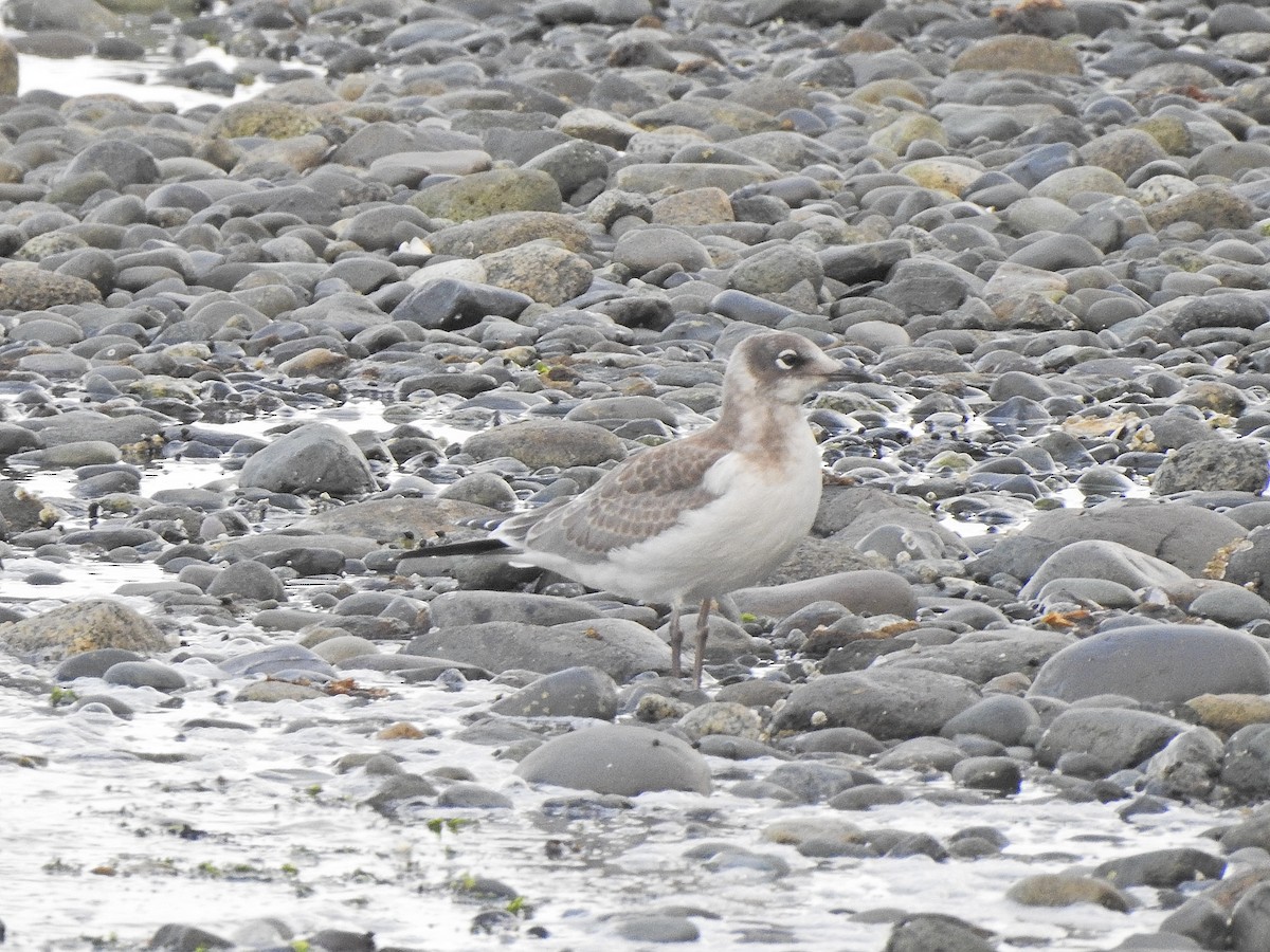 Mouette de Franklin - ML621829809