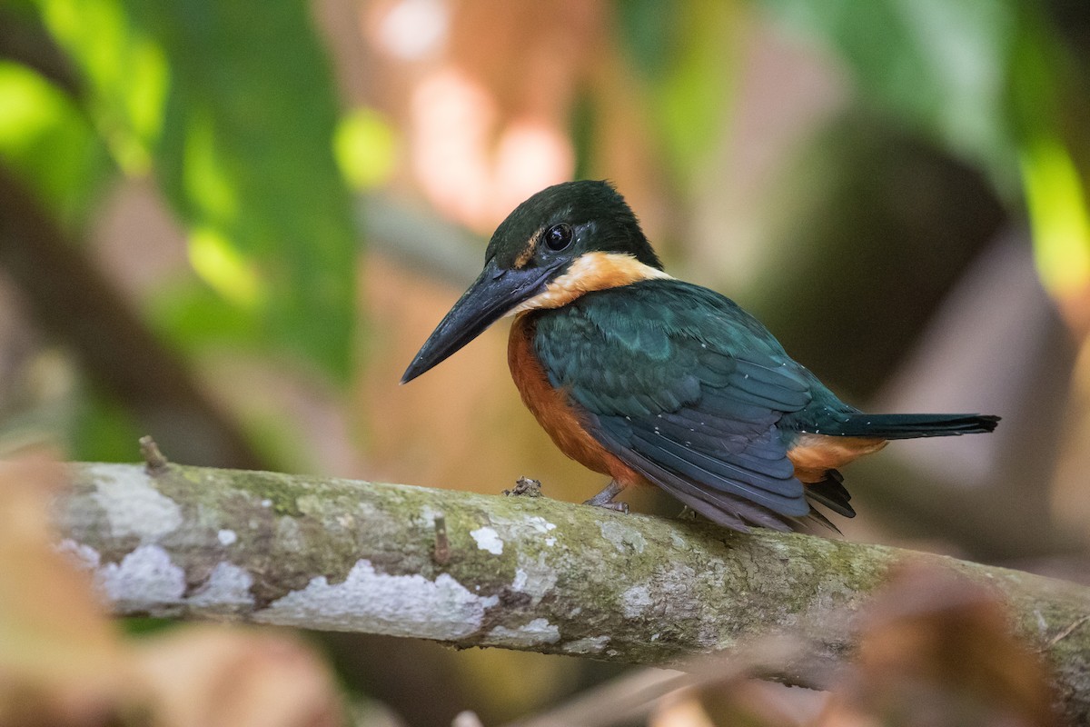 Green-and-rufous Kingfisher - J.B. Churchill